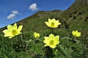 15 Fiori di pulsatilla alpina sulfurea con vista sul Monte Avaro